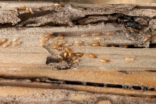 Best Pest Prevention Services  in Aztec, NM